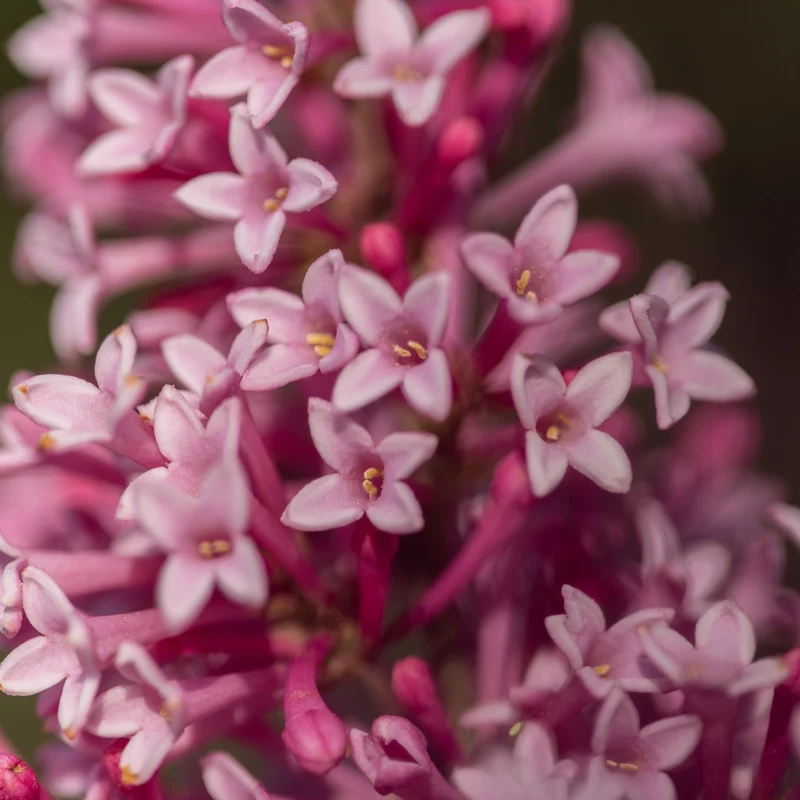 Syringa x prestoniae PINKTINI™ – Lilas Pinktini™