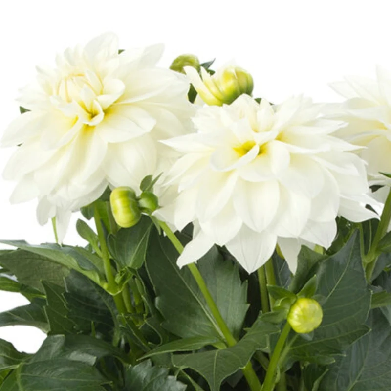 Dahlia LaBella® Grande Fun 'White®'