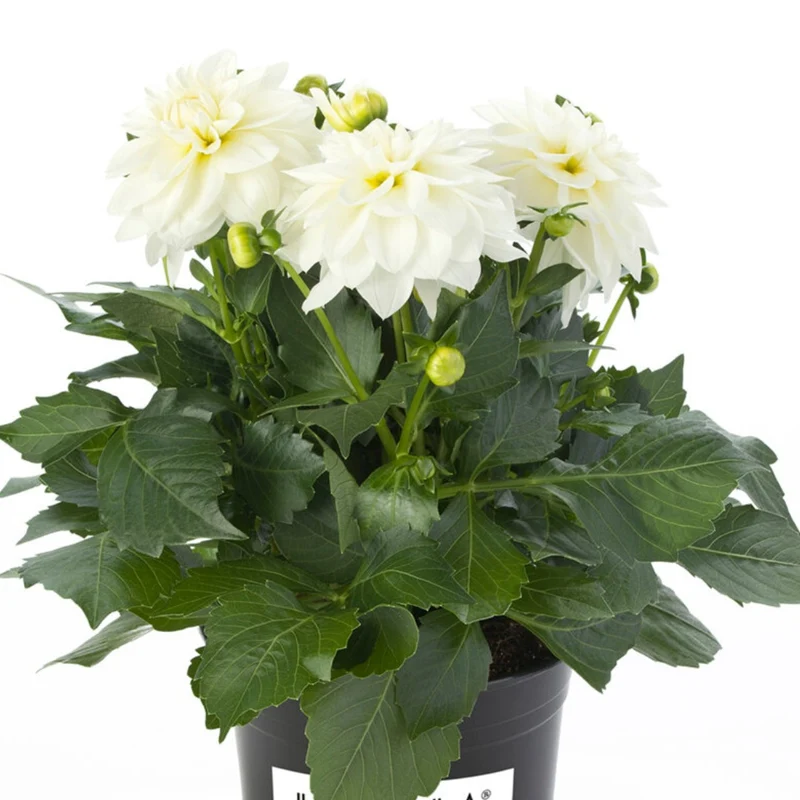 Dahlia LaBella® Grande Fun 'White®'