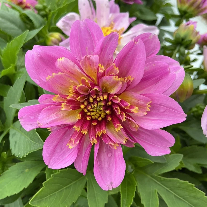 Dahlia Venti™ Pinkburst