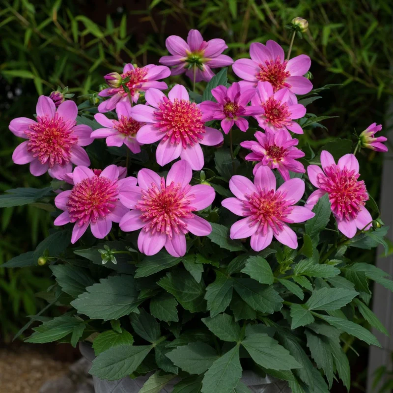 Dahlia Venti™ Pinkburst