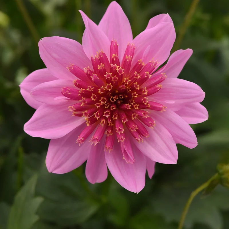 Dahlia Venti™ Pinkburst