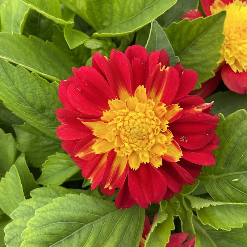 Dahlia Venti™ Fireburst