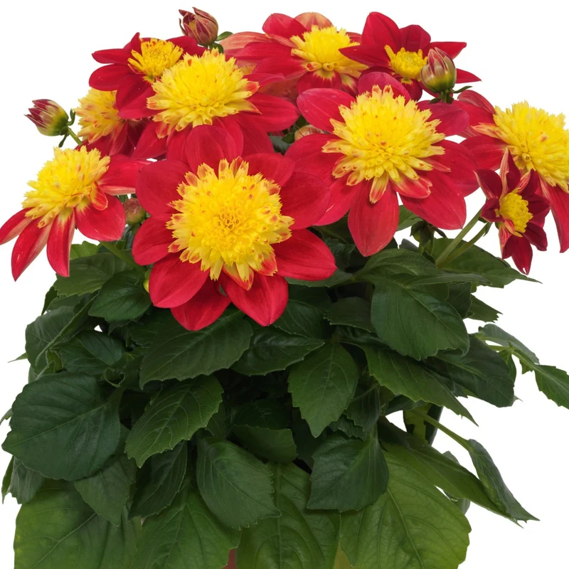 Dahlia Venti™ Fireburst