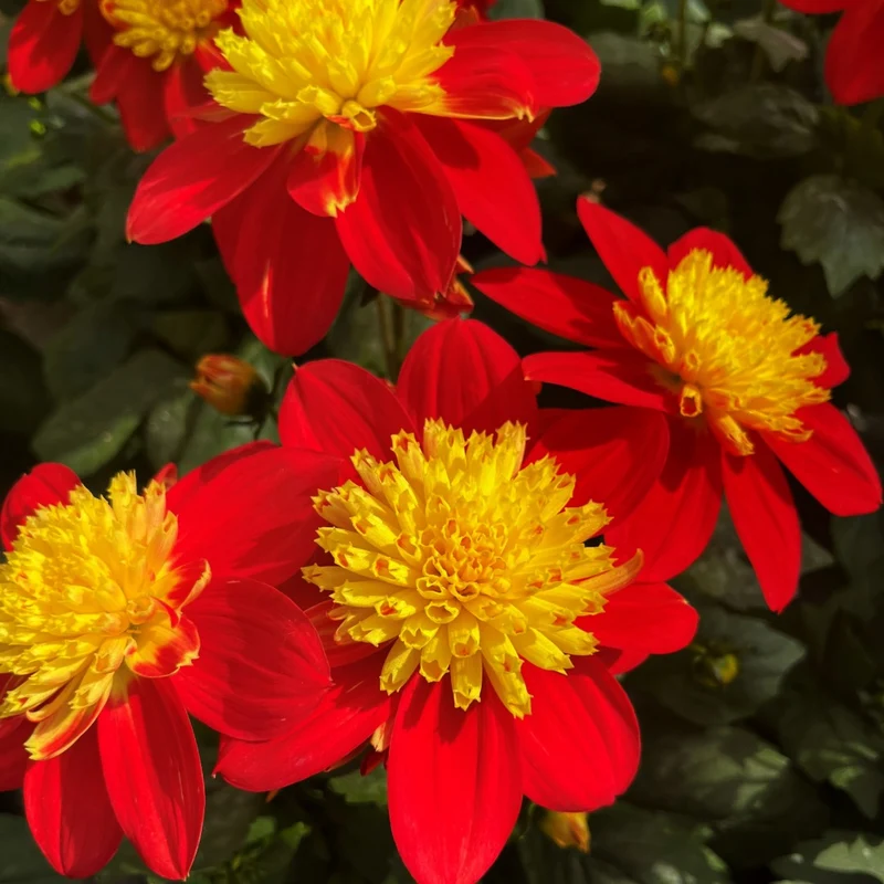 Dahlia Venti™ Fireburst