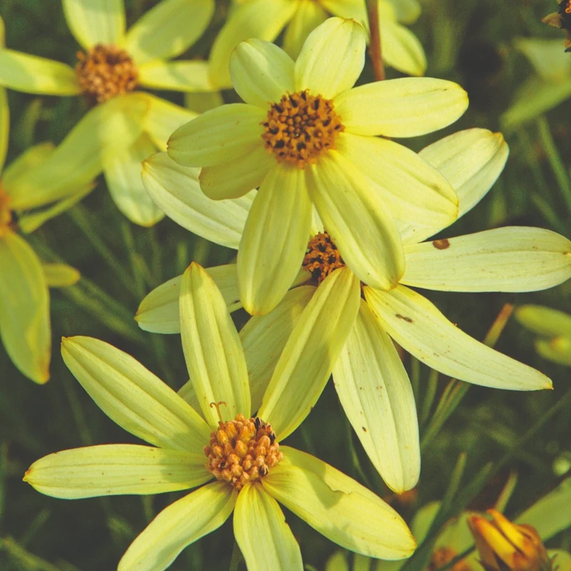 Coreopsis verticillata 'Moonbeam' – Coréopsis verticillé 'Moonbeam'