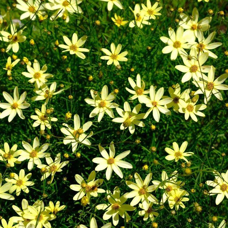 Coreopsis verticillata 'Moonbeam' – Coréopsis verticillé 'Moonbeam'