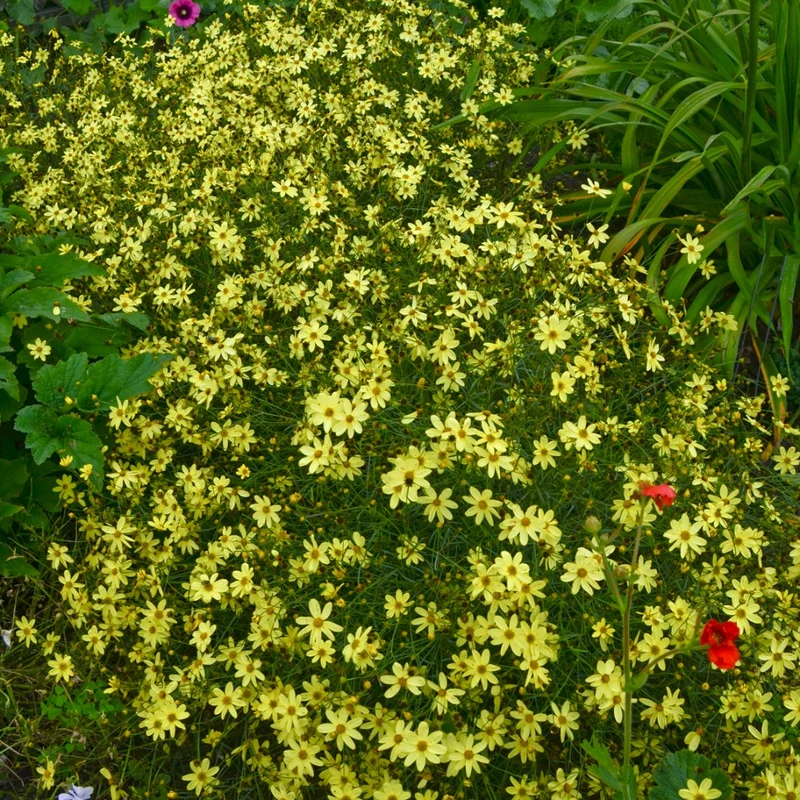 Coreopsis verticillata 'Moonbeam' – Coréopsis verticillé 'Moonbeam'