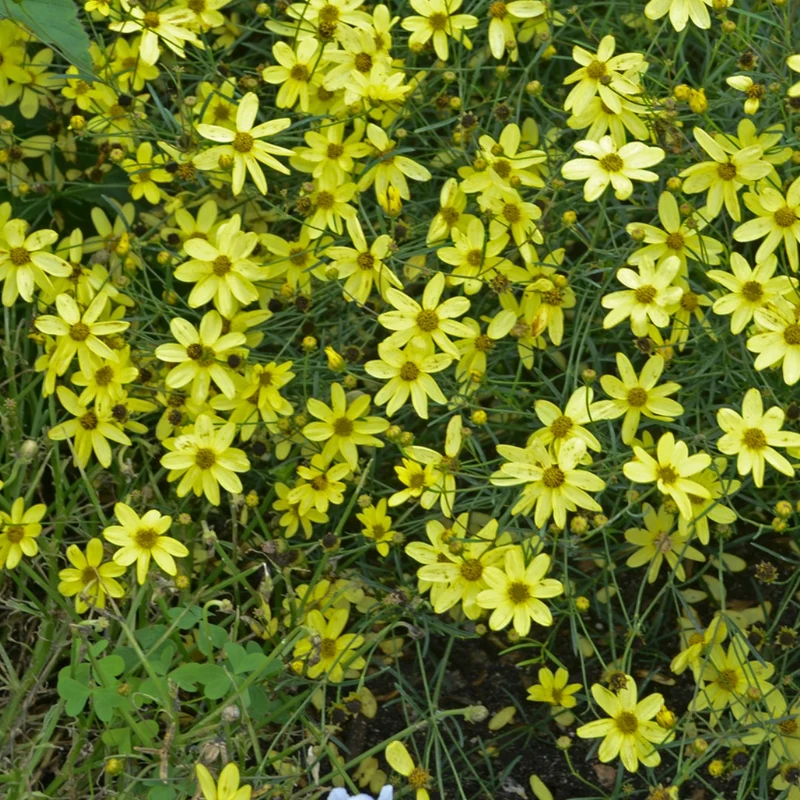 Coreopsis verticillata 'Moonbeam' – Coréopsis verticillé 'Moonbeam'