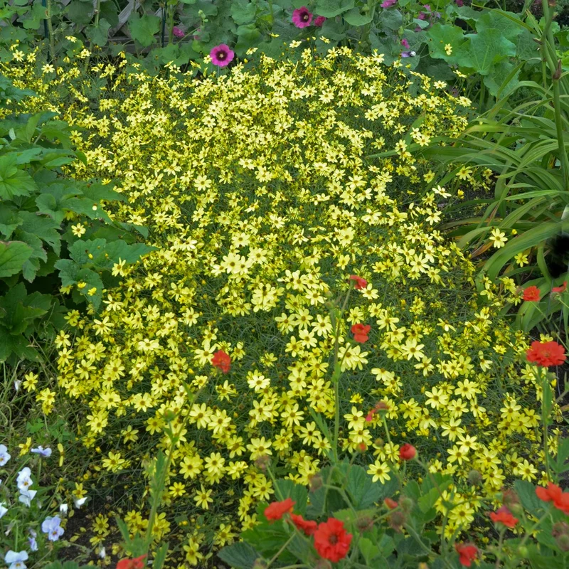 Coreopsis verticillata 'Moonbeam' – Coréopsis verticillé 'Moonbeam'
