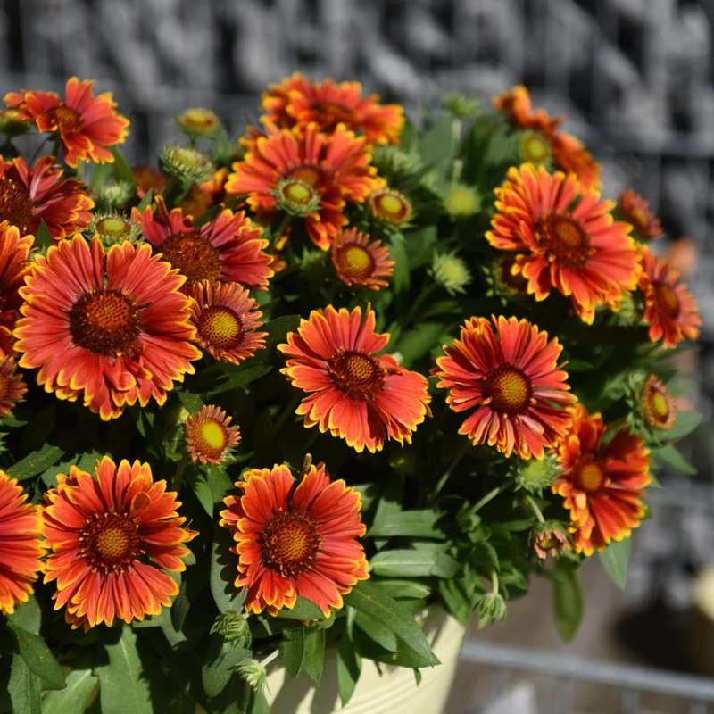 Gaillardia aristata SpinTop® Yellow Touch – Gaillarde SpinTop® Yellow Touch