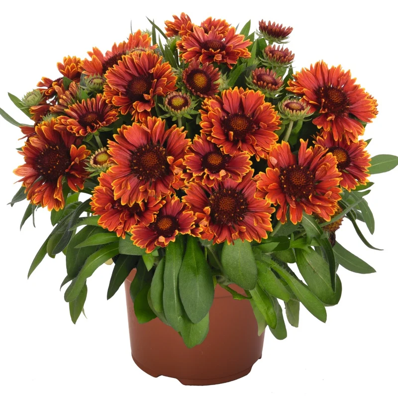 Gaillardia aristata SpinTop® Yellow Touch – Gaillarde SpinTop® Yellow Touch