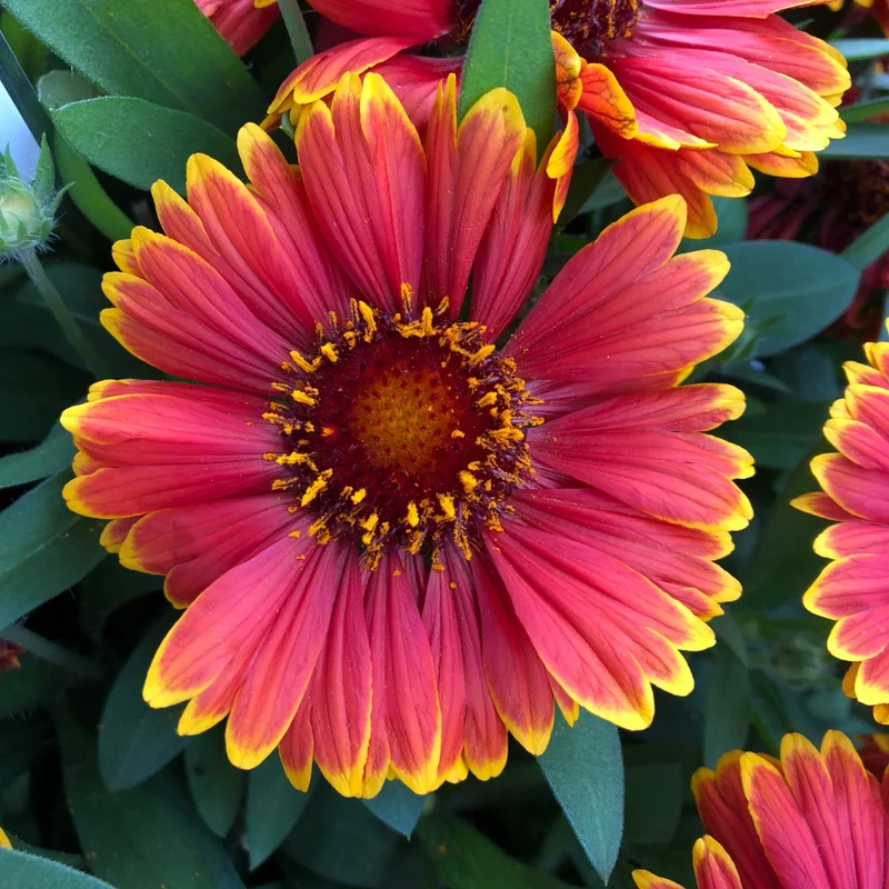 Gaillardia aristata SpinTop® Yellow Touch – Gaillarde SpinTop® Yellow Touch