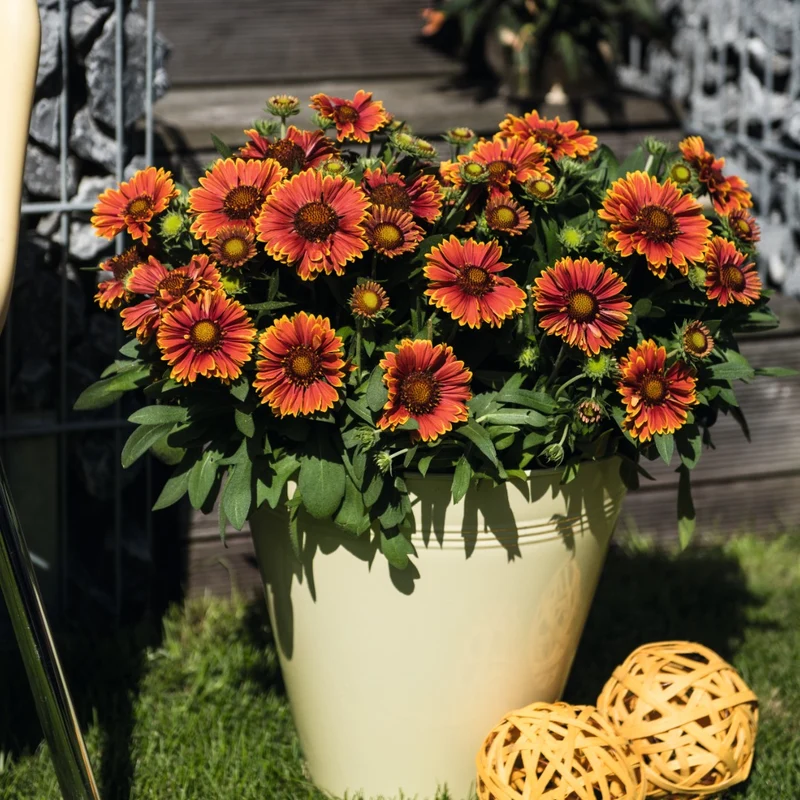 Gaillardia aristata SpinTop® Yellow Touch – Gaillarde SpinTop® Yellow Touch