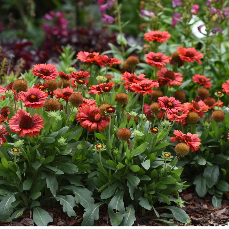 Gaillardia aristata SpinTop® Red – Gaillarde SpinTop® Red