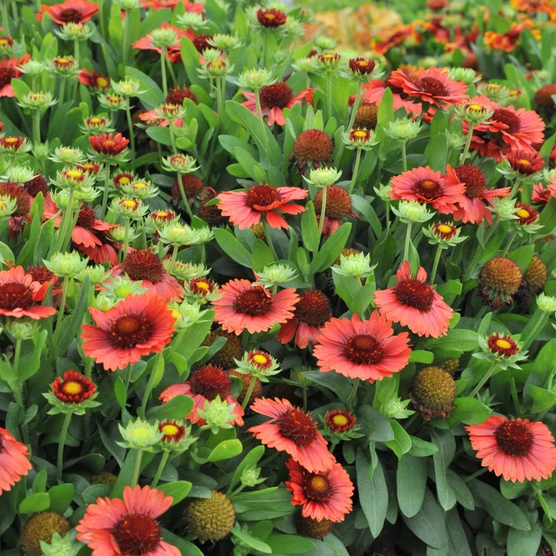 Gaillardia aristata SpinTop® Red – Gaillarde SpinTop® Red