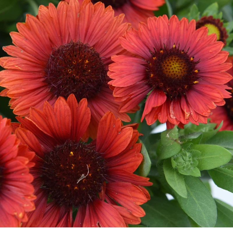 Gaillardia aristata SpinTop® Red – Gaillarde SpinTop® Red