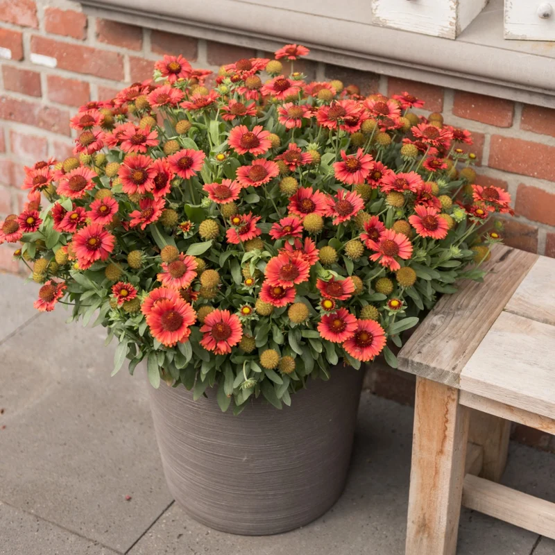 Gaillardia aristata SpinTop® Red – Gaillarde SpinTop® Red