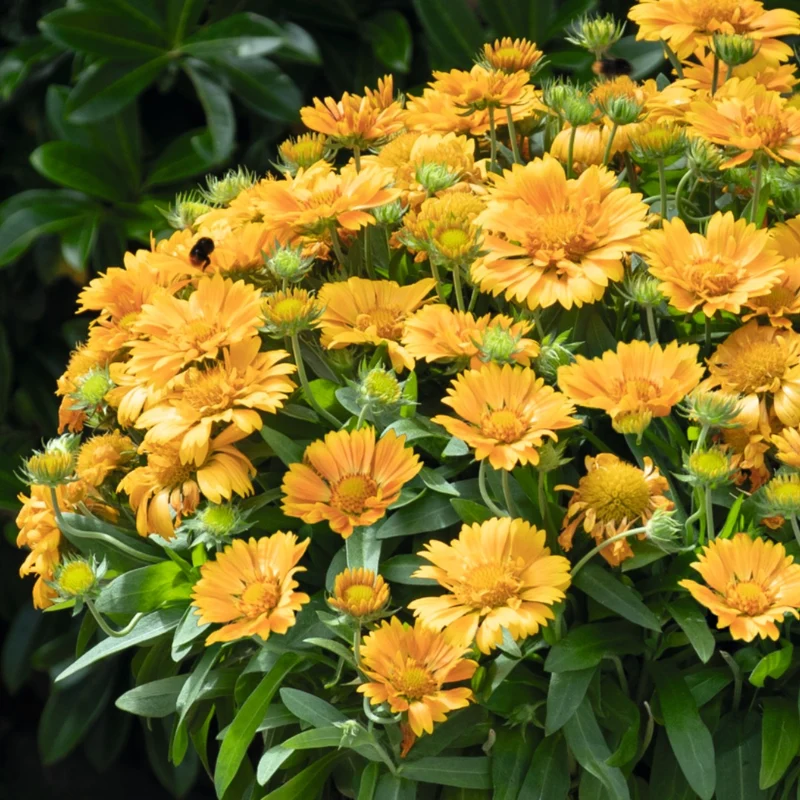 Gaillardia aristata SpinTop® Mango – Gaillarde SpinTop® Mango