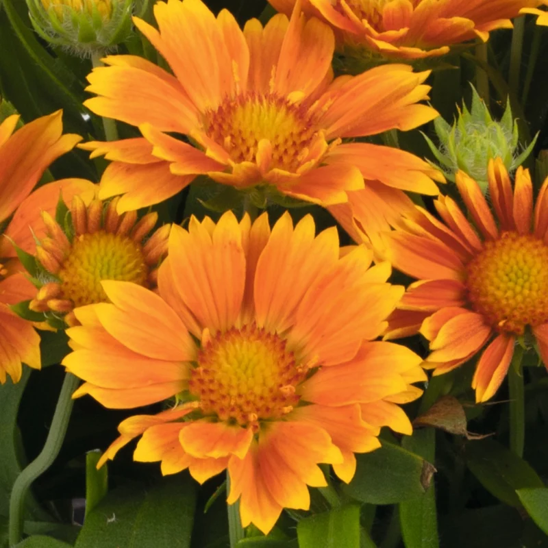 Gaillardia aristata SpinTop® Mango – Gaillarde SpinTop® Mango
