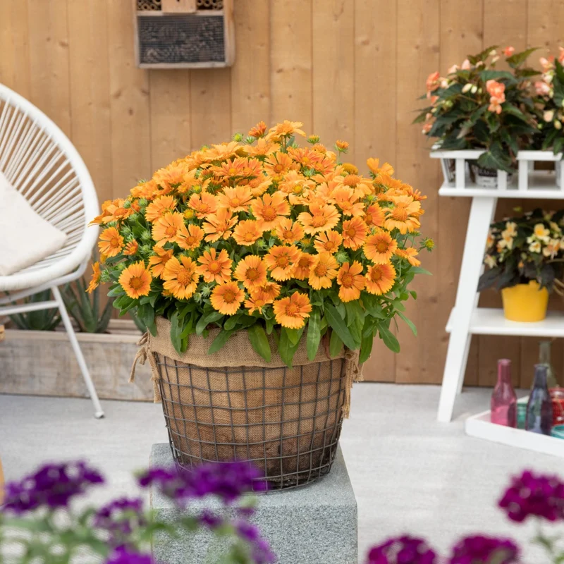 Gaillardia aristata SpinTop® Mango – Gaillarde SpinTop® Mango