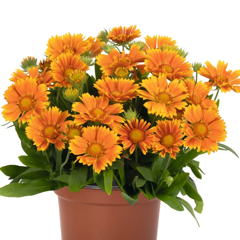 Gaillardia aristata SpinTop® Mango – Gaillarde SpinTop® Mango