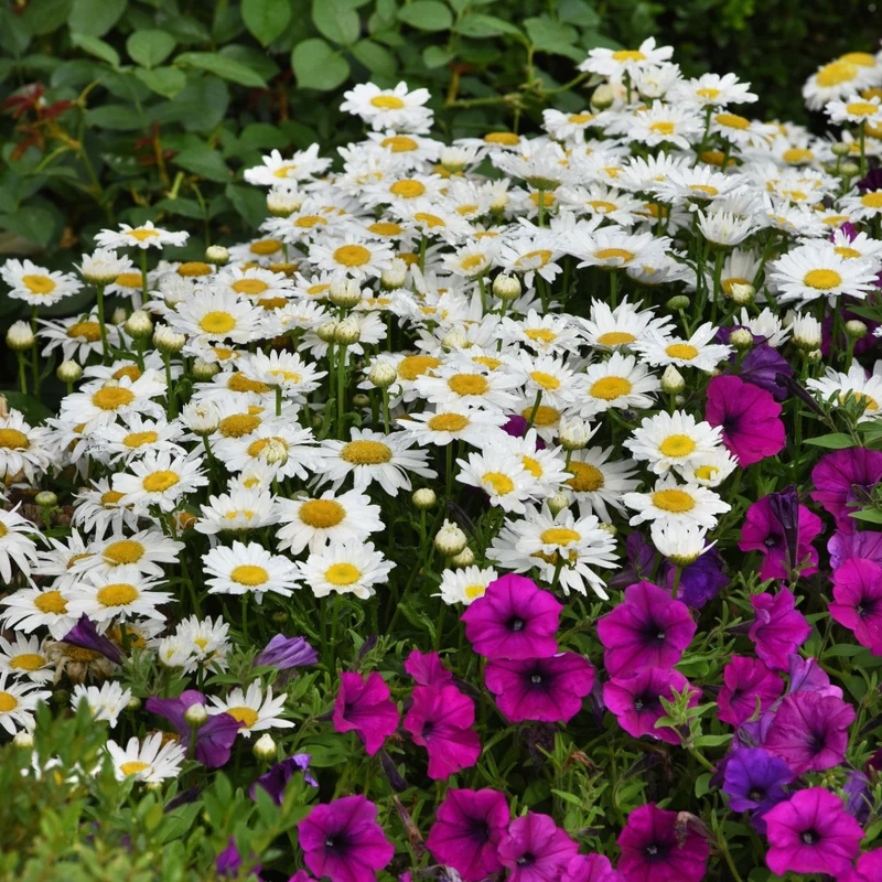 Leucanthemum x superbum Madonna® – Marguerite Madonna®