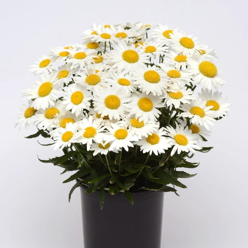 Leucanthemum x superbum Madonna® – Marguerite Madonna®