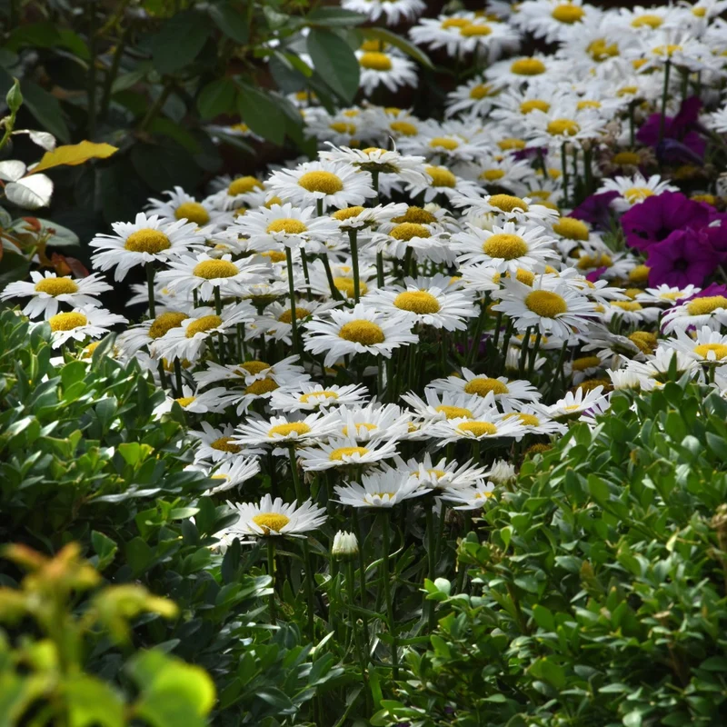 Leucanthemum x superbum Madonna® – Marguerite Madonna®