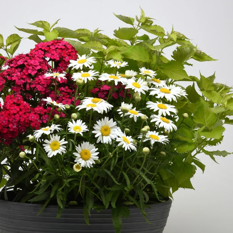 Leucanthemum x superbum Madonna® – Marguerite Madonna®
