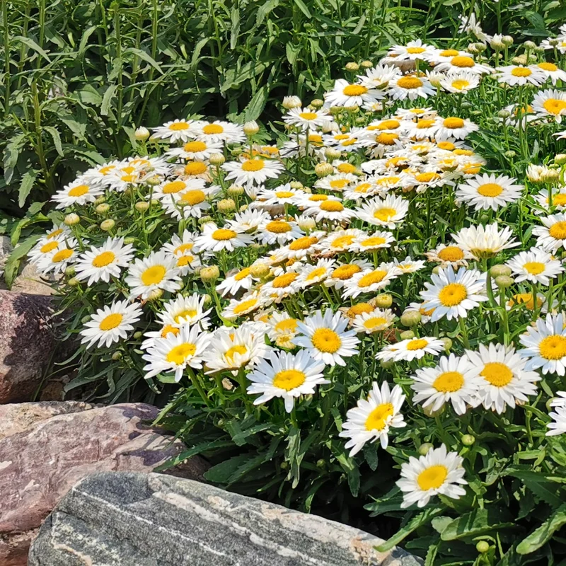 Leucanthemum x superbum Madonna® – Marguerite Madonna®