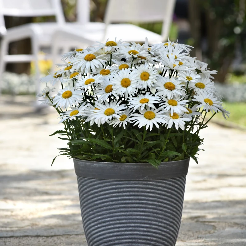 Leucanthemum x superbum Madonna® – Marguerite Madonna®