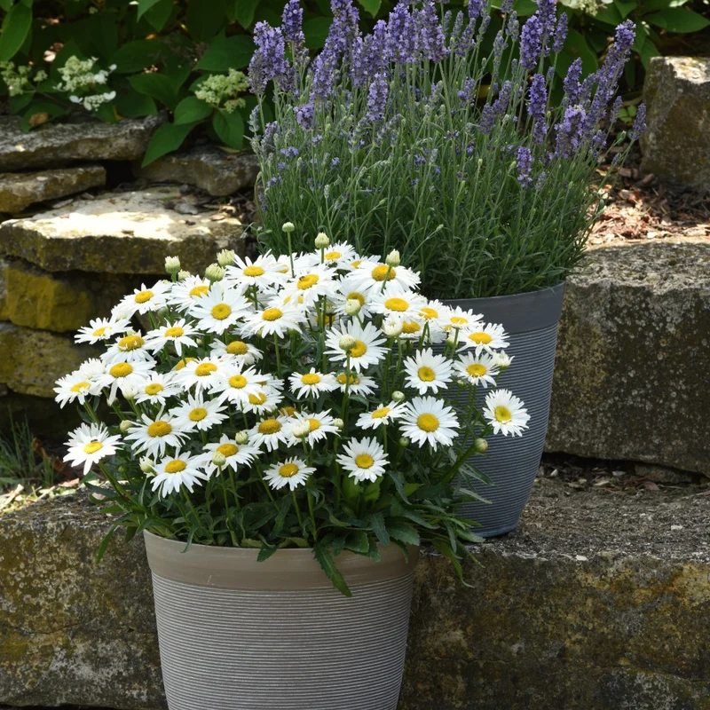 Leucanthemum x superbum Madonna® – Marguerite Madonna®