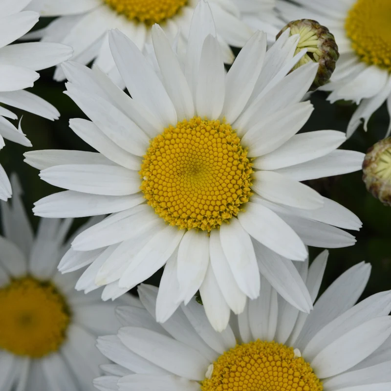 Leucanthemum x superbum Madonna® – Marguerite Madonna®