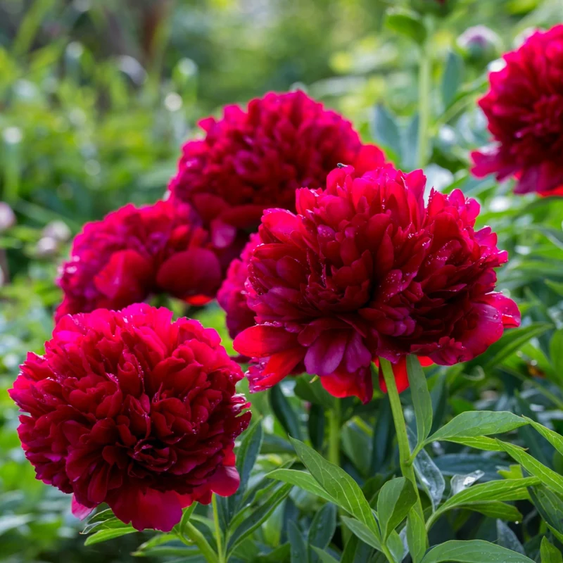 Paeonia 'Red Charm' – Pivoine 'Red Charm'