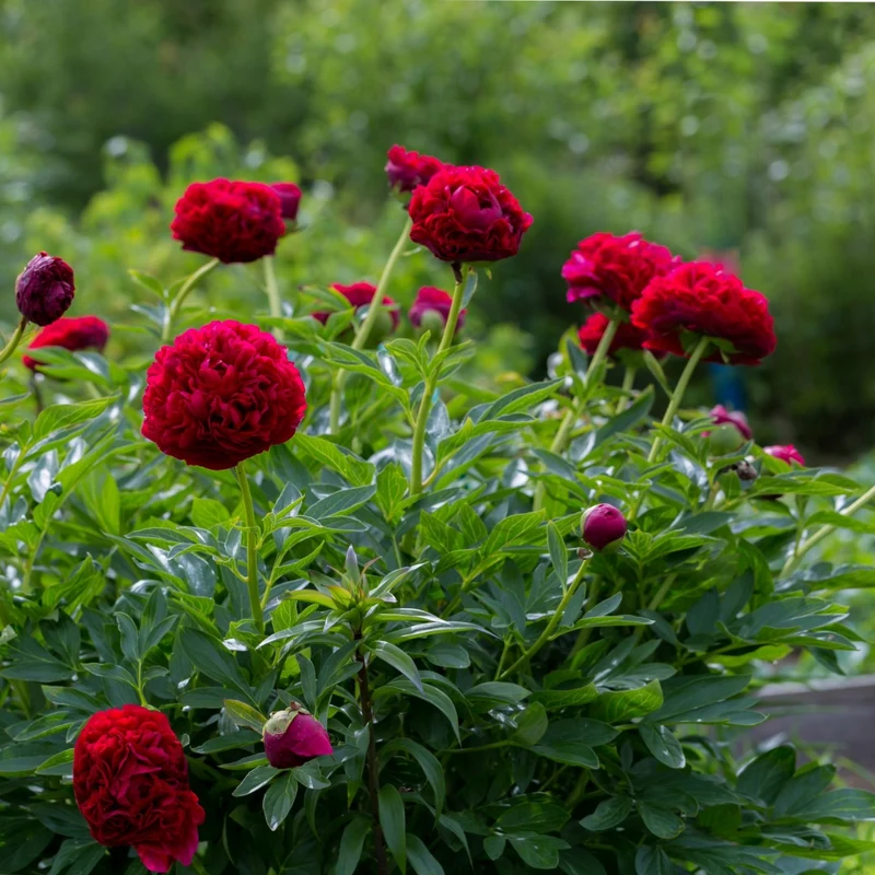 Paeonia 'Red Charm' – Pivoine 'Red Charm'