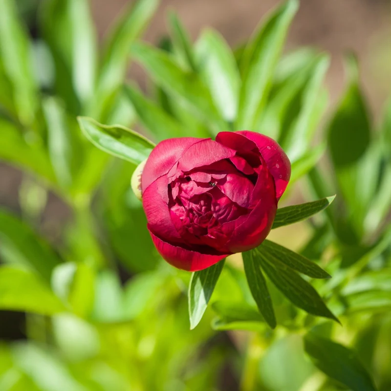 Paeonia 'Red Charm' – Pivoine 'Red Charm'