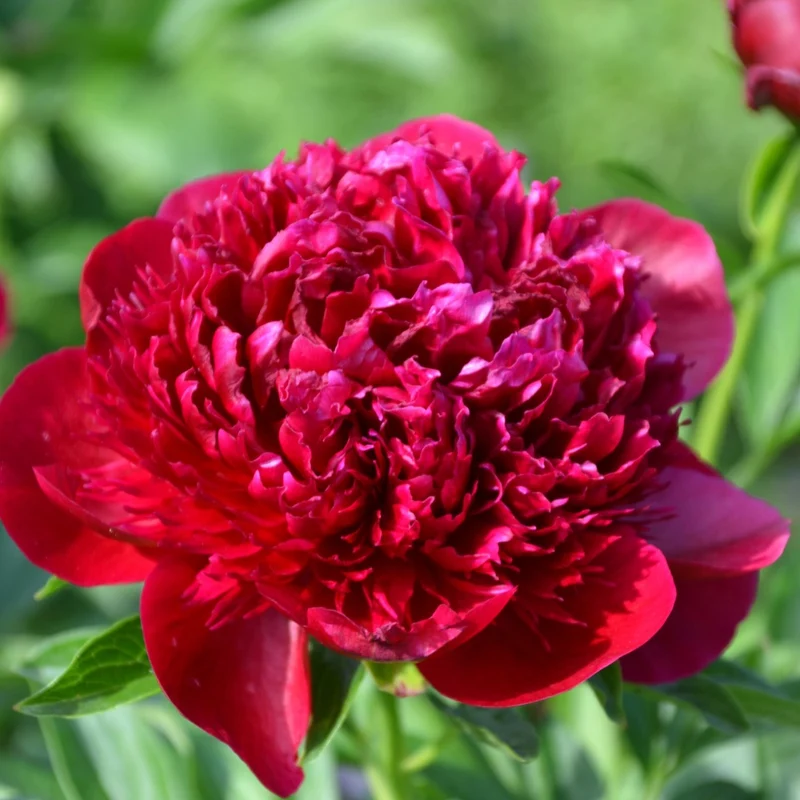 Paeonia 'Red Charm' – Pivoine 'Red Charm'