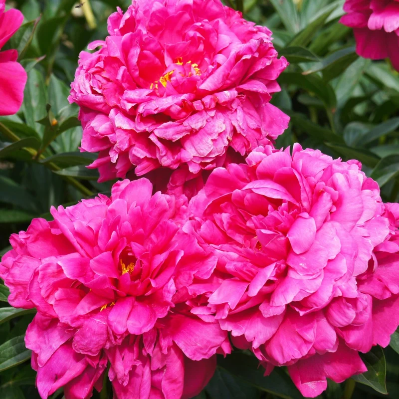 Paeonia lactiflora 'Kansas' – Pivoine 'Kansas'