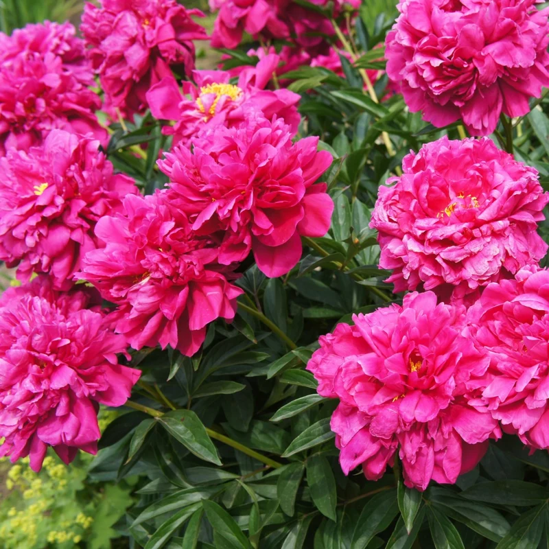 Paeonia lactiflora 'Kansas' – Pivoine 'Kansas'