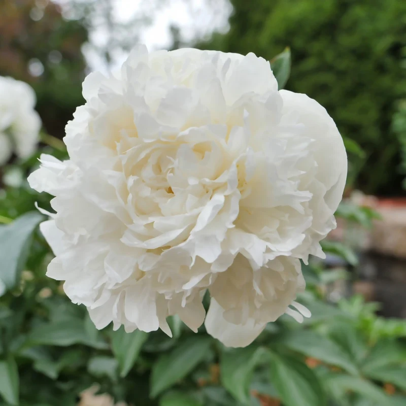 Paeonia lactiflora 'Duchesse de Nemours' – Pivoine 'Duchesse de Nemours'