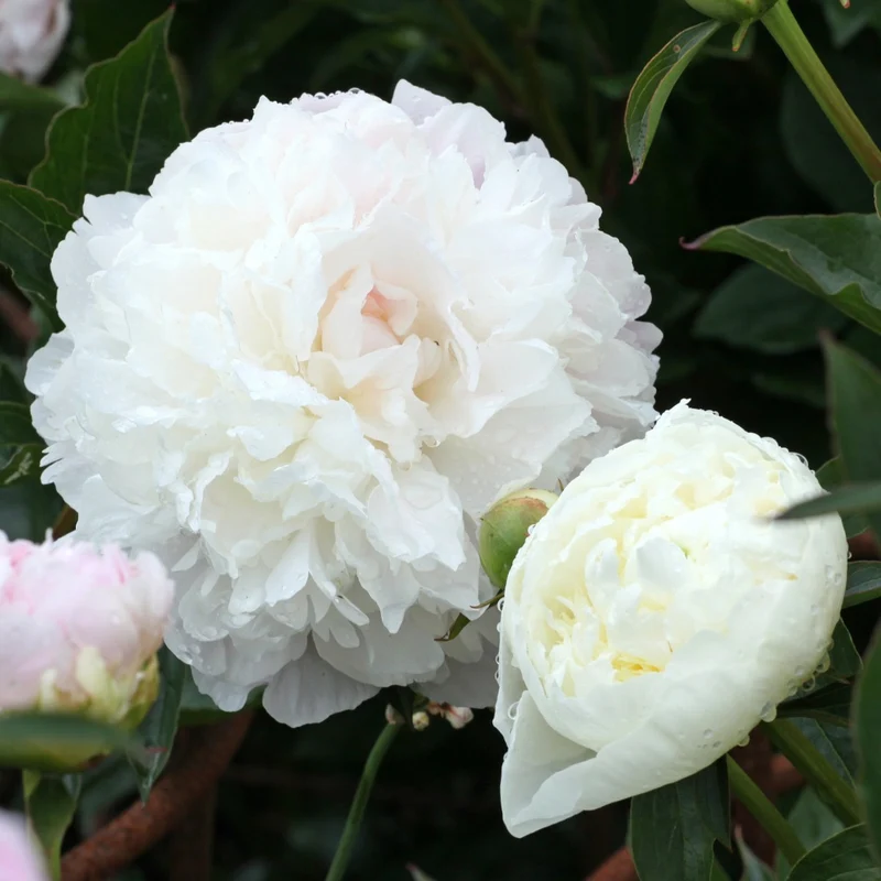 Paeonia lactiflora 'Duchesse de Nemours' – Pivoine 'Duchesse de Nemours'