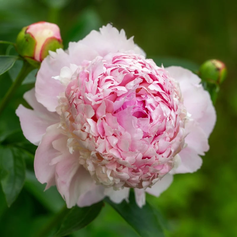 Paeonia lactiflora 'Angel Cheeks' – Pivoine 'Angel Cheeks'