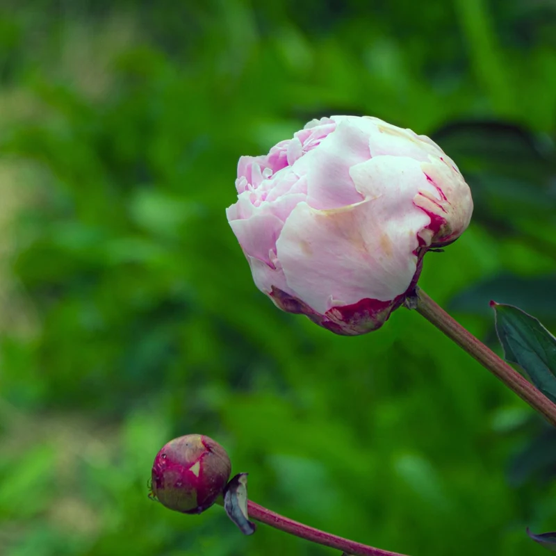Paeonia lactiflora 'Angel Cheeks' – Pivoine 'Angel Cheeks'