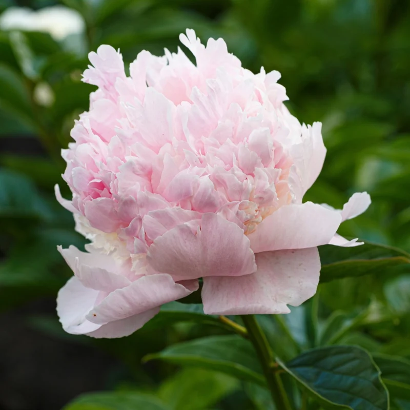 Paeonia lactiflora 'Angel Cheeks' – Pivoine 'Angel Cheeks'
