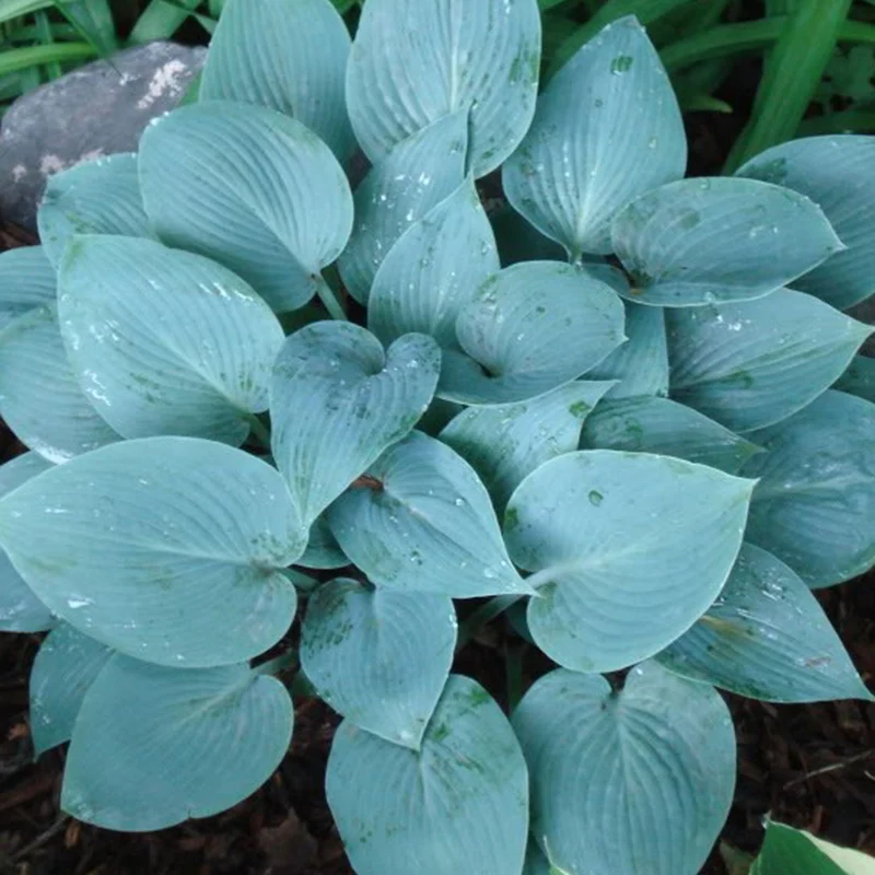 Hosta 'Halcyon'