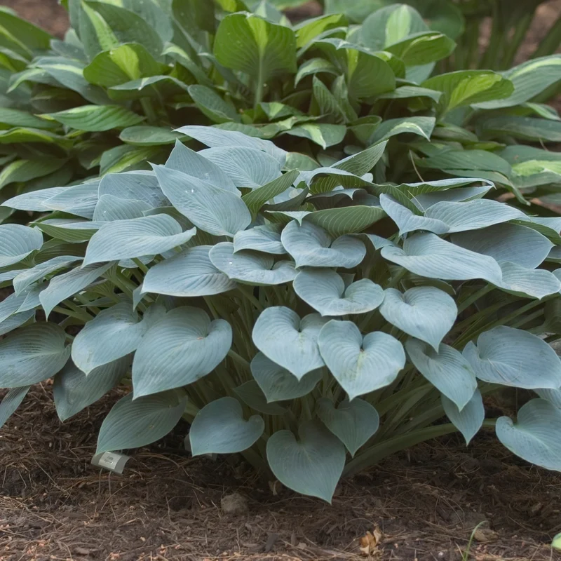 Hosta 'Halcyon'