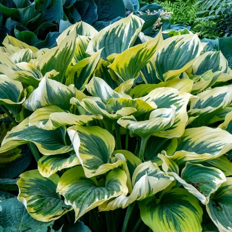 Hosta 'First Frost'