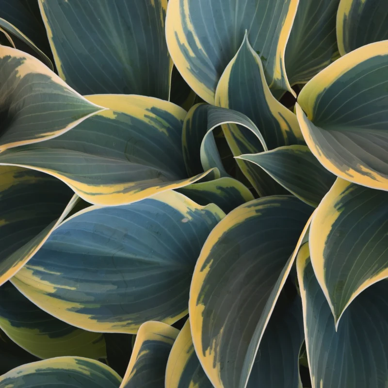 Hosta 'First Frost'