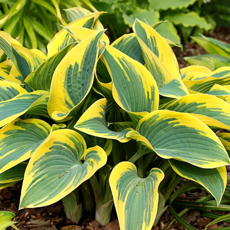 Hosta 'First Frost'